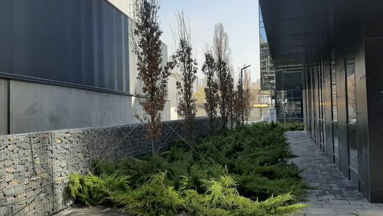 Дерева та кущі 
