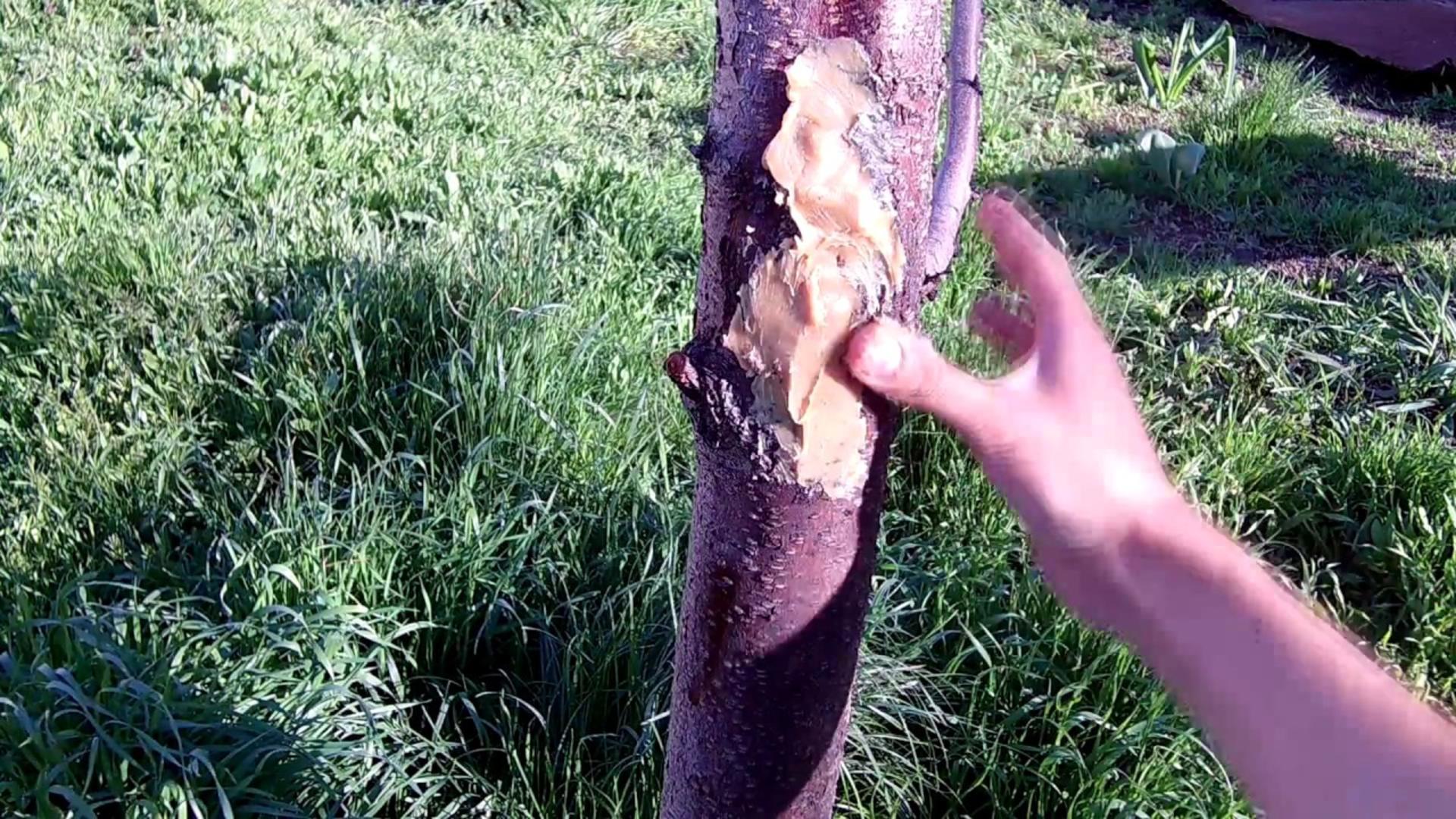 Як доглядати за садом навесні?